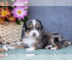 Puppy Candy Miniature Australian Shepherd