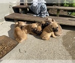 Small French Bulldog