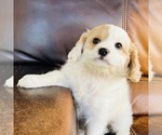 Small Photo #20 Cavapoo Puppy For Sale in FRESNO, OH, USA