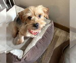 Small #2 Mutt