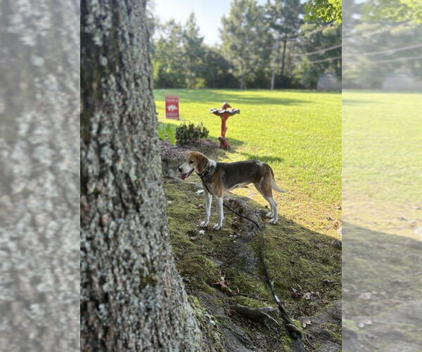 Medium Photo #4 Treeing Walker Coonhound-Unknown Mix Puppy For Sale in Boston, MA, USA