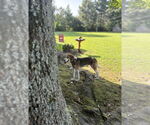Small #3 Treeing Walker Coonhound Mix