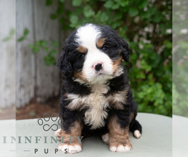 Medium Photo #5 Bernese Mountain Dog-Cavalier King Charles Spaniel Mix Puppy For Sale in RICHFIELD, PA, USA