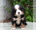 Small #4 Bernese Mountain Dog-Cavalier King Charles Spaniel Mix