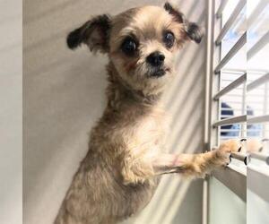 Chi Apso Dogs for adoption in Aurora, CO, USA