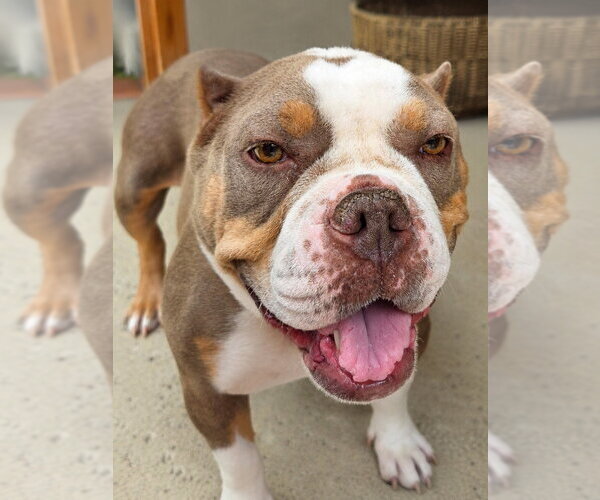 Medium Photo #2 American Staffordshire Terrier-Unknown Mix Puppy For Sale in Lake Forest, CA, USA