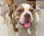 Small #1 American Staffordshire Terrier Mix