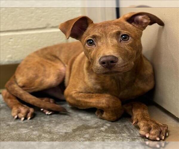 Medium Photo #2 American Pit Bull Terrier-Unknown Mix Puppy For Sale in Texas City, TX, USA
