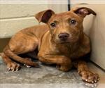 Small #1 American Pit Bull Terrier Mix