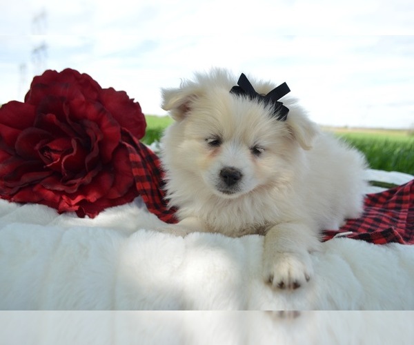 Medium Photo #2 Pomsky Puppy For Sale in HONEY BROOK, PA, USA