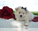 Small Photo #2 Pomsky Puppy For Sale in HONEY BROOK, PA, USA