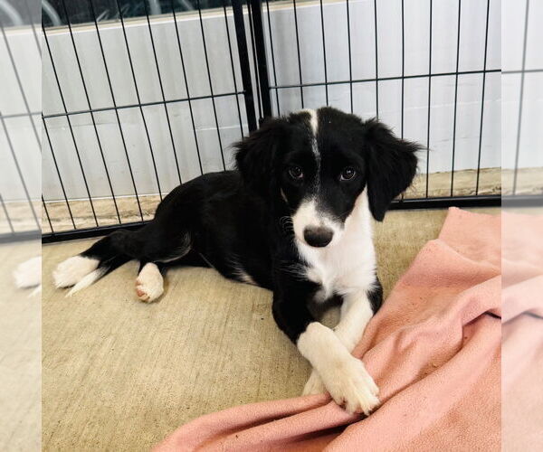 Medium Photo #2 Border Collie-Unknown Mix Puppy For Sale in Claremore, OK, USA