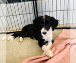 Small #1 Border Collie Mix
