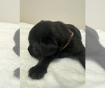Small #4 Labrador Retriever