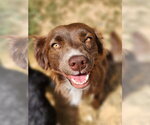 Small #4 Australian Shepherd Mix