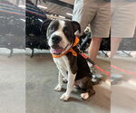 Small Bulldog Mix