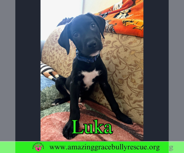 Medium Photo #2 Bulldog-Labrador Retriever Mix Puppy For Sale in Pensacola, FL, USA