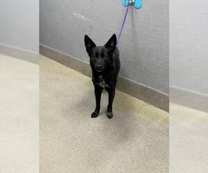 Mutt Dogs for adoption in Las Vegas, NV, USA