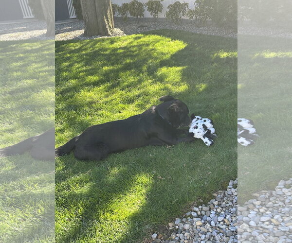 Medium Photo #9 Collie-Labrador Retriever Mix Puppy For Sale in Oakhurst, NJ, USA