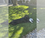 Small #8 Collie-Labrador Retriever Mix