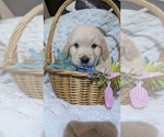 Small Photo #68 Golden Retriever Puppy For Sale in MODESTO, CA, USA
