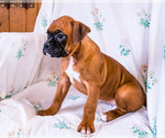 Small Photo #10 Boxer Puppy For Sale in WAKARUSA, IN, USA