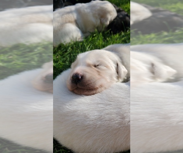 Medium Photo #12 Goberian Puppy For Sale in BEAVER DAM, WI, USA