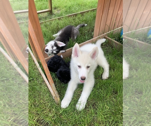 Medium Photo #1 Siberian Husky Puppy For Sale in WESTLAND, MI, USA