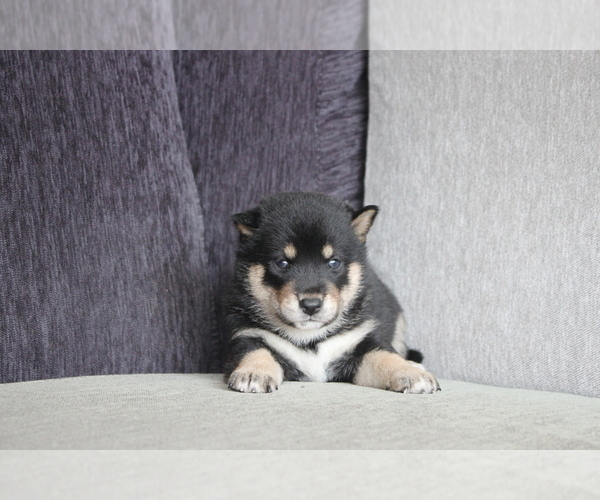 Medium Photo #5 Shiba Inu Puppy For Sale in DALLAS, TX, USA