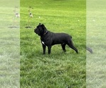 Small #4 Cane Corso