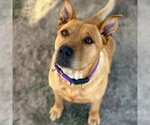 RYE - Female Chow Chow-Unknown Mix Dog for Adoption - Small photo