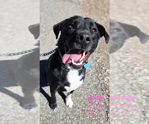 Borador Dogs for adoption in Monte Vista, CO, USA