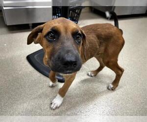 Boxer-Chinese Shar-Pei Mix Dogs for adoption in Grand Prairie, TX, USA