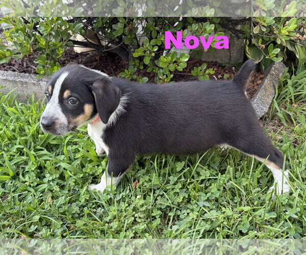 Medium Photo #5 Australian Shepherd-Coonhound Mix Puppy For Sale in Parker Ford, PA, USA