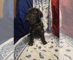 Puppy Mr Green Great Dane