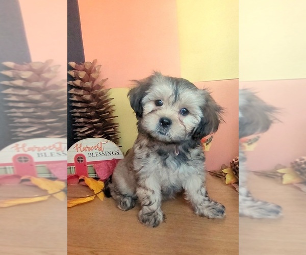 Medium Photo #1 Lhasa Apso Puppy For Sale in PHOENIX, AZ, USA