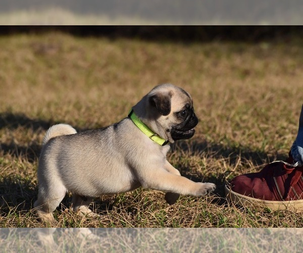 Medium Photo #9 Pug Puppy For Sale in PALM COAST, FL, USA