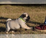 Small #8 Pug