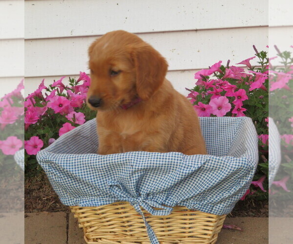 Medium Photo #9 English Cream Golden Retriever Puppy For Sale in ATHENS, WI, USA