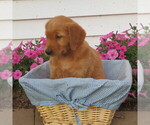 Small #2 English Cream Golden Retriever