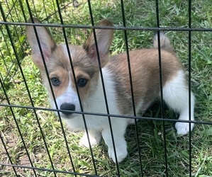 Pembroke Welsh Corgi Puppy for sale in TERRE HAUTE, IN, USA