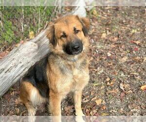 Chow Chow-Unknown Mix Dogs for adoption in Waco, TX, USA