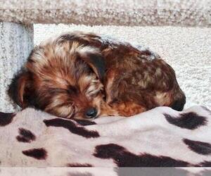 Yorkshire Terrier Puppy for sale in AVOCA, IA, USA