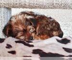 Small Yorkshire Terrier