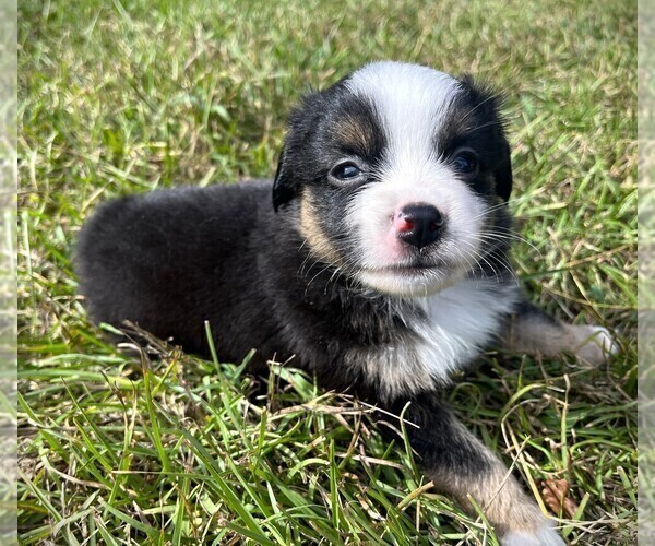 Medium Photo #3 Miniature Australian Shepherd Puppy For Sale in MONTICELLO, SC, USA