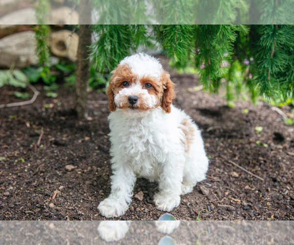 Medium Photo #3 Poodle (Miniature) Puppy For Sale in FREDERICKSBURG, OH, USA