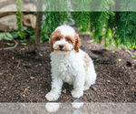 Small #2 Poodle (Miniature)