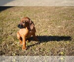 Small #2 Rhodesian Ridgeback