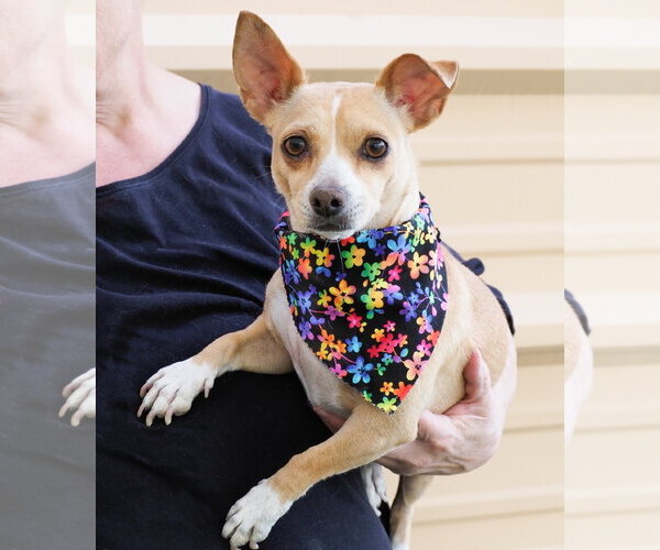 Medium Photo #3 Chihuahua-Unknown Mix Puppy For Sale in Phoenix, AZ, USA