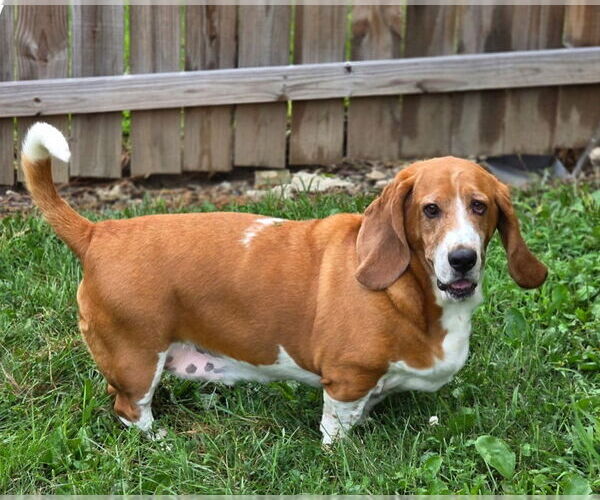 Medium Photo #1 Basset Hound Puppy For Sale in Brookville, OH, USA